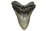 Massive, Fossil Megalodon Tooth - Serrated Blade #261030-1